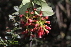 Macleania rupestris