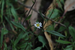 Noticastrum marginatum