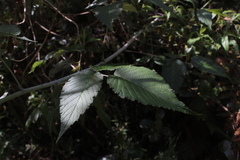 Rubus glaucus