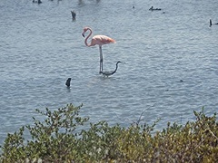 Egretta tricolor