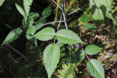 Rubus glaucus