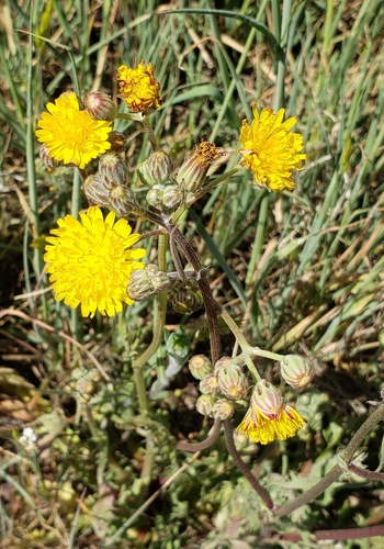 iNaturalist observation photo of Beaked Hawksbeard