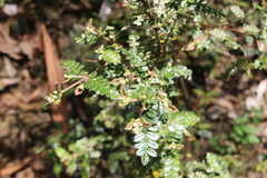 Weinmannia tomentosa