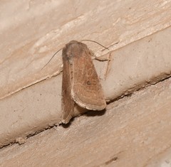 Protorthodes melanopis