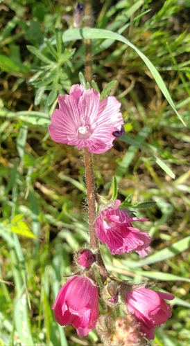 iNaturalist observation photo of checkerbloom
