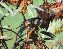 Sylvia atricapilla atricapilla