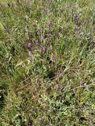 iNaturalist observation photo of hairy vetch