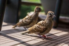 Zebra Dove photo 4