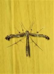 Tetraschalis arachnodes