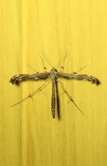 Tetraschalis arachnodes