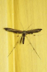 Tetraschalis arachnodes