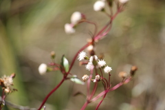Ageratina gracilis
