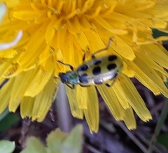 Diabrotica undecimpunctata
