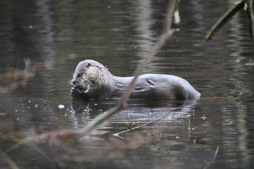 North American River Otter photographed in Massachusetts