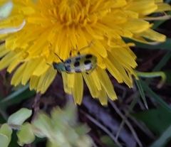 Diabrotica undecimpunctata