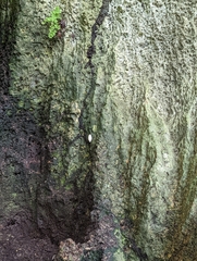 Blaberinae
