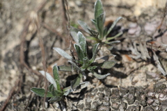 Noticastrum marginatum