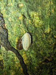Blaberinae