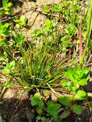 Isolepis setacea