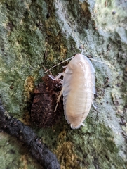 Blaberinae