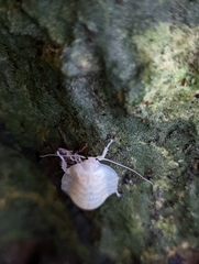 Blaberinae