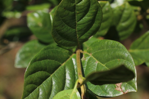 Viburnum triphyllum, photograph 1
