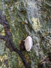 Blaberinae