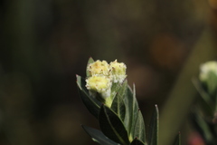Verbesina baccharidea