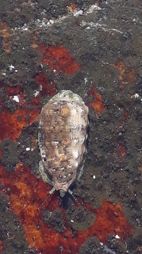Morum tuberculosum