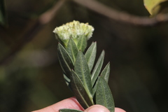 Verbesina baccharidea