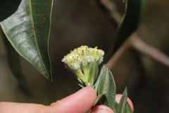 Verbesina baccharidea