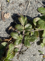 Glehnia littoralis leiocarpa