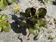 Glehnia littoralis leiocarpa