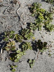 Glehnia littoralis leiocarpa