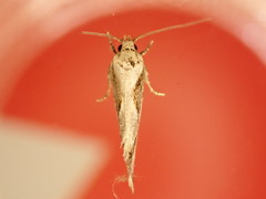 Tingena hemimochla