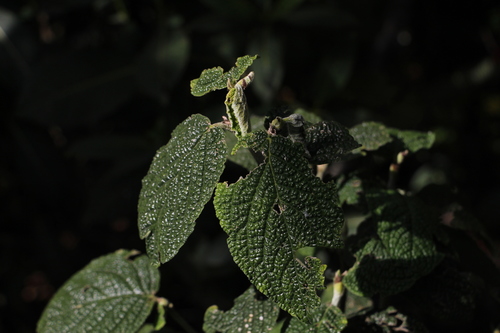 Piper artanthe, photograph 6