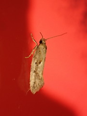 Tingena hemimochla