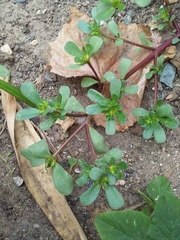 Portulaca oleracea