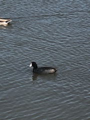 Fulica americana