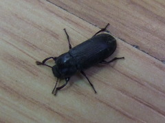 Tenebrio molitor