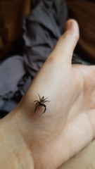 Coryphasia nigriventris