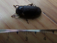 Tenebrio molitor