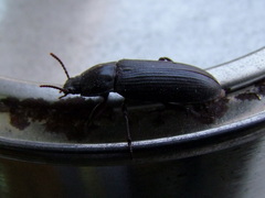 Tenebrio molitor