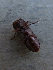 Tenebrio molitor