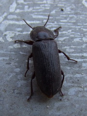 Tenebrio molitor