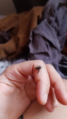 Coryphasia nigriventris