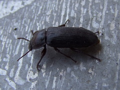 Tenebrio molitor