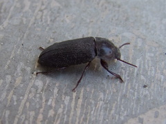 Tenebrio molitor