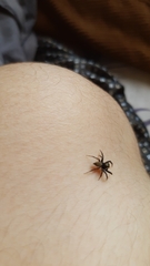 Coryphasia nigriventris