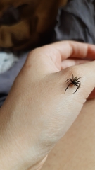 Coryphasia nigriventris